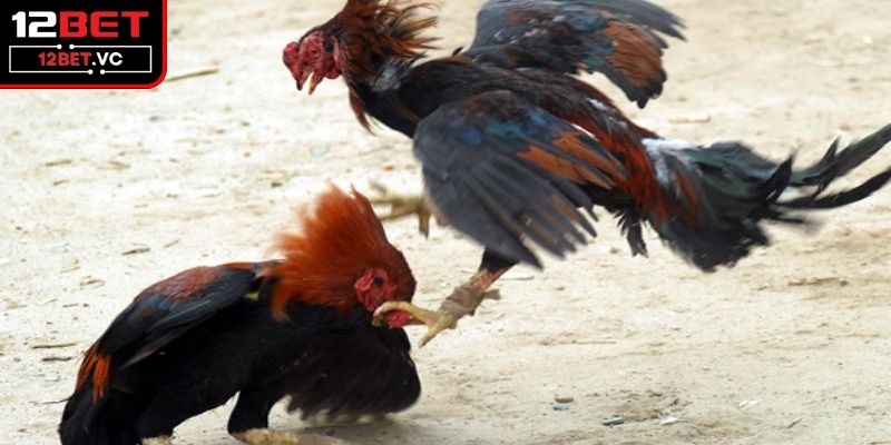 Chi tiết thao tác đặt cược và theo dõi đá gà 
